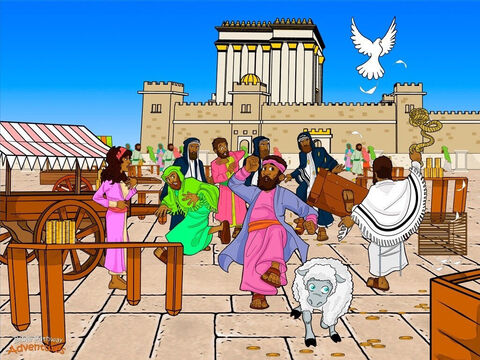 Yeshua chevauchait dans les rues de la ville jusqu’à ce qu’il arrive au Temple dont les murs massifs en pierre se dressaient au-dessus des maisons et dont les toits dorés et blancs brillaient sous le soleil matinal. A l’extérieur, des centaines de gardes romains gardaient les portes de la ville. Pilate, le gouverneur romain ne voulait aucun mauvais comportement pendant la Fête de la Pâque. L’enceinte du Temple, la cour intérieure, était devenue une place de marché. Les marchands achetaient et vendaient des animaux et échangeaient la monnaie. Ils trompaient le peuple au lieu d’honorer Dieu. Yeshua serrait les poings. Le Temple n’avait jamais été destiné à être un lieu où l’on achète et vend des choses, mais c’était un lieu où l’on adorait Dieu. Le matin suivant, Yeshua retourna au Temple et fit un fouet en utilisant une corde. Le faisant claquer au-dessus de sa tête, il renversa les tables des marchands avec le pied et renversa leurs tabourets. «Comment osez-vous transformer la maison de mon Père en une place de marché!», tonna-t-il. Les moutons bêlaient et les bœufs meuglaient. La monnaie fut éparpillée sur le sol de la cour et dégringolait les brillantes marches de marbre. Yeshua dit au peuple: «Il est écrit: ‘’Ma maison sera appelée une maison de prière. Mais vous, vous en avez fait une caverne de voleurs!’’ ». Quand les chefs des sacrificateurs eurent appris ce qui s’était passé, ils devinrent furieux. «Ne perdons plus de temps. Nous devons trouver un moyen pour mettre cet homme à mort!» – Numéro de diapositive 6