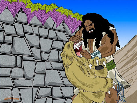 Samson et ses parents partirent ensemble pour aller voir la jeune Philistine et préparer le mariage. En ces jours-là, les noces duraient sept jours, il y avait donc beaucoup de choses à organiser!<br/>Près de Thimna, ils arrivèrent à une vigne portant des grappes de raisin. En raison de son vœu de naziréat, Samson ne pouvait rien manger ou boire quoi que ce soit provenant de la vigne, notamment le raisin et le vin. Il prit un autre chemin que ses parents.<br/>Soudain, un jeune lion surgit devant lui. “ROAAAAAAAAAH!”, rugit le lion. Il s’apprêtait à frapper Samson de ses dents aiguisées et de ses griffes acérées. Mais l’Esprit de Dieu saisit Samson qui n’eut pas peur. Il saisit le lionceau à mains nues et le mit en pièces comme un chevreau. Mais il n’en dit rien à ses parents.<br/>Quelque temps plus tard, Samson emprunta le même chemin pour aller épouser sa fiancée. En passant à la hauteur du lion mort, il vit que des abeilles avaient installé un essaim dans le corps du lion, et que dans cet essaim il y avait du miel délicieux. Il en prit dans ses mains et en mangea. Ayant rejoint ses parents, il leur en donna, et ils en mangèrent. Mais Samson ne leur dit pas qu’il avait pris ce miel dans le corps du lion mort. – Numéro de diapositive 4