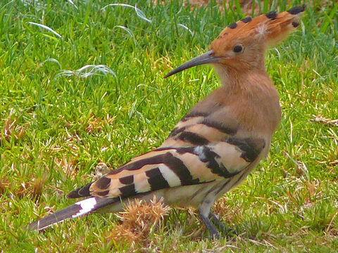 Vanneau huppé en Israël. Son cri ressemble au mot “houppe”. Mentionné dans la liste des oiseaux impurs en lévitique 11:19, Deutéronome 14:18. Crédit photo : Henrike Mühlichen. – Numéro de diapositive 1