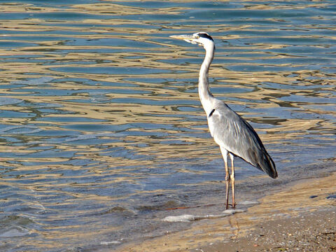 Grand héron en Israël. Le héron est mentionné dans la liste des oiseaux impurs (Lévitique 11:18, eutéronome 14:18). Le terme hébreu est “anaphah”, qui fait référence aux dispositions belliqueuses de l’animal. Crédit photo : Dennis Jarvis. – Numéro de diapositive 2