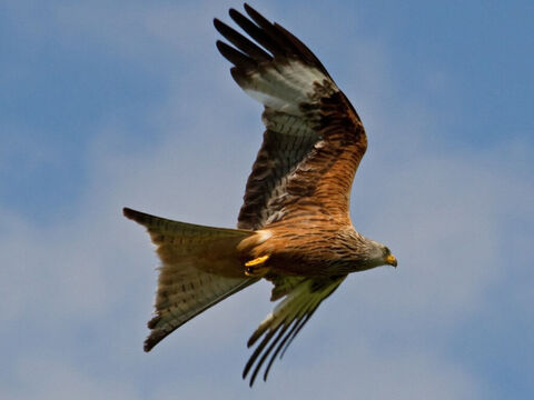 Milan royal. Oiseau de proie impur, ayant un vol plané et une vue perçante, présent partout en Israël (Lévitique 11:14, Deutéronome 14:13). Crédit photo : Tony Hisgett. – Numéro de diapositive 3