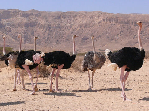 Autruches dans la réserve naturelle Hai Bar Yotvata, Israël. Oiseau connu pour son avidité et sa gloutonnerie (Lamentations 4:3). Crédit photo : MathKnight. – Numéro de diapositive 4