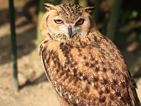 Grand-duc. Il s’agit du hibou de Lévitique 11:16, Deutéronome 14:15. La chouette ou “spectre de la nuit” est utilisée pour décrire la destruction d’Edom (Esaïe 34:14). Crédit photo : Tanaka Juuyoh. – Numéro de diapositive 5