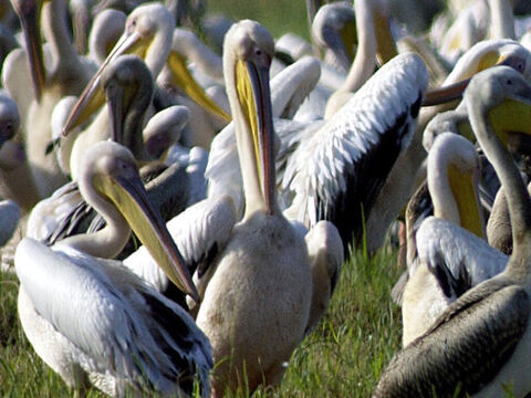 Groupe de Pélicans. Les pélicans blancs et les pélicans frisés sont fréquents sur les eaux de Mérom et sur la mer de Galilée. Le pélican fait partie des oiseaux impurs (Lévitique 11:18, Deutéronome 14:17). Il est de très grande taille, ayant environ 1,80 mètre de long et une envergure d’environ 3,50 mètres. Crédit photo : Collection nationale de photos d’Israël. – Numéro de diapositive 9