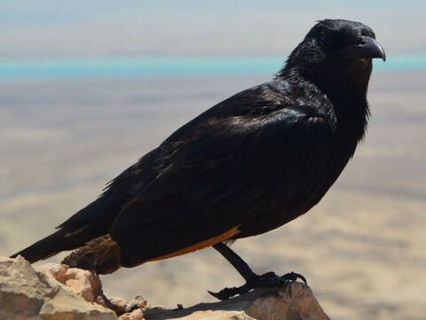 Corbeau. Le terme hébreu signifie “être noir” (Cantique des cantiques 5:11). Noé fit partir un corbeau de l’arche (Genèse 8:7). Il y a 8 espèces de corbeaux en Israël, et aucune ne peut être consommée (Lévitique 11:15, Deutéronome 14:14). Les corbeaux se nourrissent principalement de charogne, leur nourriture est donc difficile à obtenir (Job 39:3, Psaume 147:9). Lorsqu’ils s’en prennent à des chevreaux, à des agneaux ou à des animaux affaiblis, on raconte qu’ils sélectionnent en premier les yeux de leurs victimes (Proverbes 30:17). Dieu ordonna à des corbeaux d’apporter du pain et de la viande à Elie (1 Rois 17:3–6). Crédit photo : PxHere. – Numéro de diapositive 12