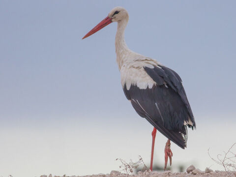 Cigogne blanche, Israël. Deux espèces de cigognes se trouvent en Israël : la blanche, dispersée par paires sur tout le territoire ; et la noire, qui se rassemble en bandes dans les zones marécageuses. Elles migrent périodiquement en Israël à la fin du mois de mars (Jérémie 8:7). Zacharie fait allusion à la beauté et à la force de leurs ailes (5:9). Crédit photo : מינוזיג – MinoZig. – Numéro de diapositive 14