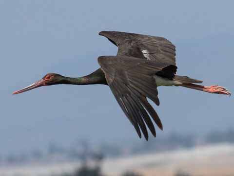 Cigogne noire, Israël. En hébreu, le terme “cigogne” signifie “bonté”, qui fait référence au caractère de l’oiseau, connu pour son affection envers ses petits. Crédit photo : מינוזיג – MinoZig. – Numéro de diapositive 15