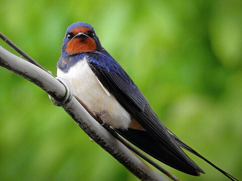 Hirondelle. L’hirondelle est classée avec le martinet (Esaïe 38:14, Jérémie 8:7). En hébreu, son nom signifie “oiseau de la liberté” (Psaume 84:4, Proverbes 26:2). Crédit photo : Maxpixel. – Numéro de diapositive 16