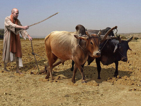 Elisée était dehors, dans les champs qui appartenaient à sa famille. Il était en train de labourer la terre à l’aide de douze paires de bœufs, et il dirigeait la douzième paire. Elie vint à travers champs à la rencontre d’Elisée. – Numéro de diapositive 3