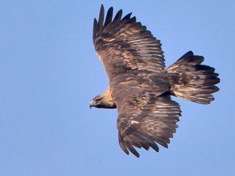 “... la trace de l’aigle...”<br/>Crédit photo: Juan Lacruz. – Numéro de diapositive 2