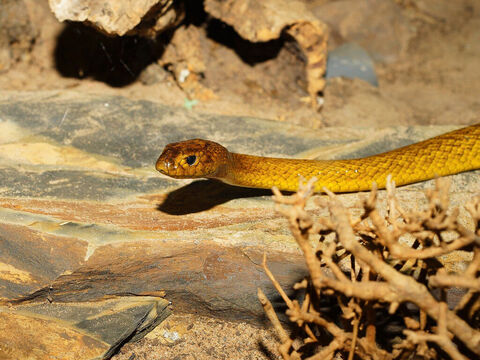 “... La trace du serpent...”<br/>Crédit photo: NeedPix. – Numéro de diapositive 6