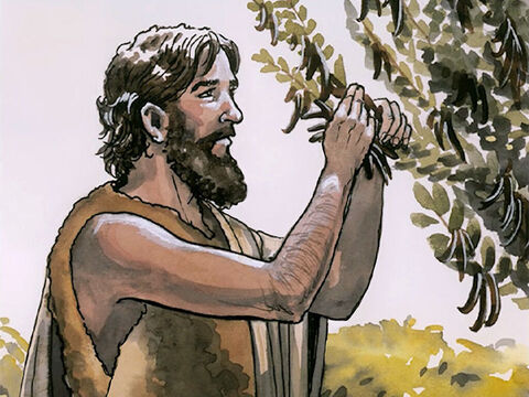 Jean avait un vêtement de poils de chameau, et une ceinture de cuir autour des reins. Il se nourrissait de sauterelles et de miel sauvage. – Numéro de diapositive 4