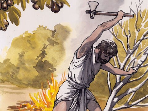 Déjà la cognée est mise à la racine des arbres: tout arbre donc qui ne produit pas de bons fruits sera coupé et jeté au feu. – Numéro de diapositive 9