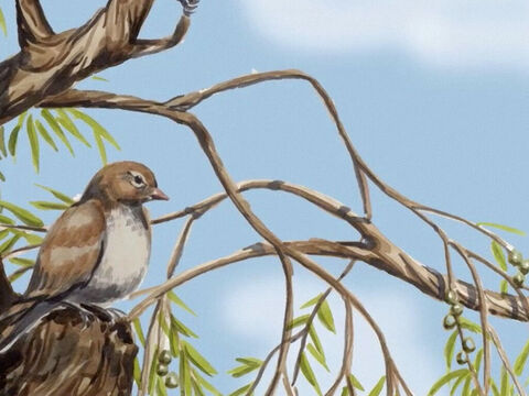 Regardez les oiseaux du ciel: ils ne sèment ni ne moissonnent, et ils n’amassent rien dans des greniers; – Numéro de diapositive 3