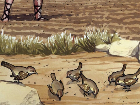 les oiseaux vinrent, et la mangèrent. – Numéro de diapositive 5