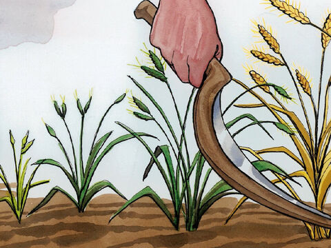 Lorsque l’herbe eut poussé et donné du fruit, l’ivraie parut aussi. – Numéro de diapositive 4