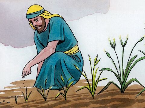 le royaume des cieux est semblable à un grain de sénevé qu’un homme a pris et semé dans son champ. – Numéro de diapositive 9