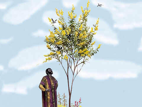 C’est la plus petite de toutes les semences; mais, quand il a poussé, il est plus grand que les légumes et devient un arbre, de sorte que les oiseaux du ciel viennent habiter dans ses branches. – Numéro de diapositive 10