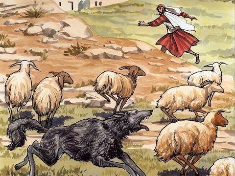 Mais le mercenaire, qui n’est pas le berger, et à qui n’appartiennent pas les brebis, voit venir le loup, abandonne les brebis, et prend la fuite; – Numéro de diapositive 10