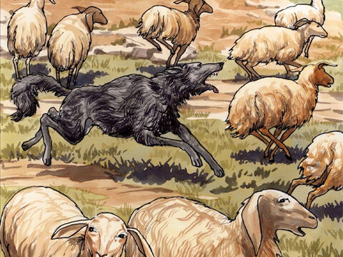 et le loup les ravit et les disperse. Le mercenaire [s’enfuit, parce qu’il est mercenaire, et qu’il] ne se met point en peine des brebis. – Numéro de diapositive 11