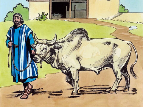 Hypocrites! lui répondit le Seigneur, est-ce que chacun de vous, le jour du sabbat, ne détache pas de la crèche son bœuf ou son âne, pour le mener boire? – Numéro de diapositive 6