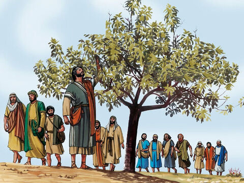 Le lendemain, comme ils quittaient Béthanie, Jésus eut faim. Il aperçut de loin un figuier qui avait des feuilles et alla voir s'il y trouverait quelque chose, – Numéro de diapositive 1