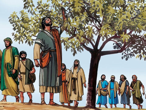 mais quand il se fut approché, il ne trouva que des feuilles, car ce n'était pas la saison des figues. Alors Jésus prit la parole et lui dit: «Que plus jamais personne ne mange de ton fruit!» Et ses disciples l'entendirent. – Numéro de diapositive 2