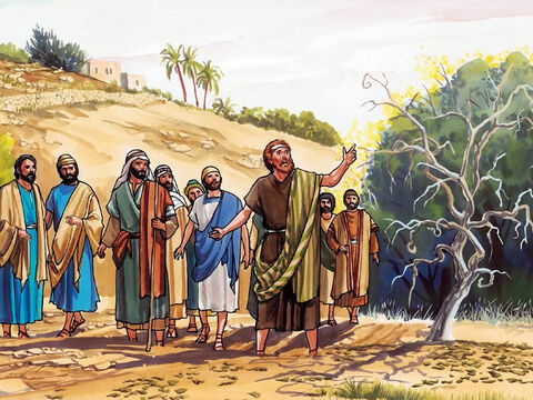 Le lendemain matin, en passant, les disciples virent le figuier: il était desséché jusqu'aux racines. Se rappelant ce qui s'était passé, Pierre dit à Jésus: «Maître, regarde, le figuier que tu as maudit est desséché.» – Numéro de diapositive 8
