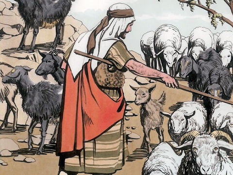 Il séparera les uns des autres, comme le berger sépare les brebis des boucs; il mettra les brebis à sa droite et les boucs à sa gauche. – Numéro de diapositive 3