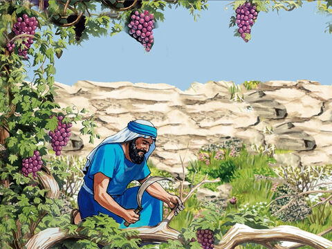 Tout sarment qui est en moi et qui ne porte pas de fruit, il l’enlève; et tout sarment qui porte du fruit, il le taille afin qu'il porte encore plus de fruit. Déjà vous êtes purs à cause de la parole que je vous ai annoncée. – Numéro de diapositive 2