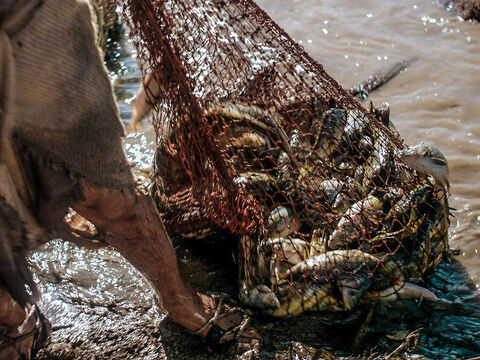 Il était rempli de gros poissons, 153 en tout, mais malgré leur nombre le filet ne se rompait pas. – Numéro de diapositive 12