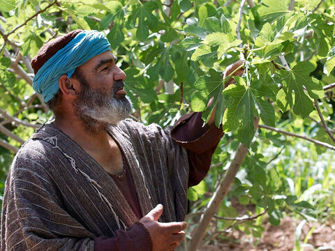 Jésus avertit ses auditeurs que ceux qui ne se repentaient pas périraient (v5). Puis il leur dit cette parabole: “Un homme planta un figuier dans son jardin, et pendant les trois années suivantes, il l’examina encore et encore pour voir s’il pouvait y trouver du fruit. Mais chaque fois, il était déçu.” – Numéro de diapositive 1