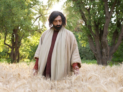 Jésus leur répondit: “N’avez-vous pas lu les Écritures? N’avez-vous pas lu ce que fit David, quand lui et ses hommes eurent faim?” – Numéro de diapositive 6