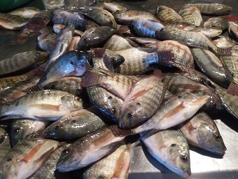 Le poisson le plus connu de ce groupe est le Tilapia Galilea, ou poisson de Saint-Pierre. Quand la température de l’eau diminue à l’approche de l’hiver, les “Mushts” sont les seuls grands poissons qui se déplacent en bancs vers les eaux peu profondes. – Numéro de diapositive 3