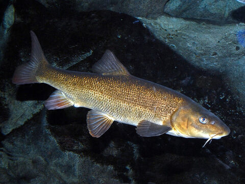 Un autre groupe important de poissons sont les barbeaux. Ces poissons sont aisément reconnaissables à leur “barbe”, ou leur chair en forme de moustache qui s’étire de chaque côté de la bouche. Ces poissons étaient souvent consommés les jours de sabbat. – Numéro de diapositive 5