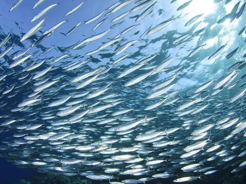 Le troisième groupe de poissons fréquent dans le lac est la sardine, ou “petit poisson”, qui a tendance à se regrouper en larges bancs. – Numéro de diapositive 6
