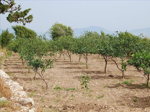 “Il y avait un maître de maison qui planta une vigne.” – Numéro de diapositive 2