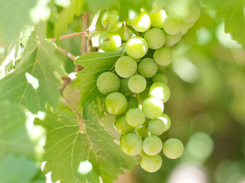 Jésus poursuivit par ces mots: “C’est pourquoi, je vous le dis, le royaume de Dieu vous sera enlevé, et sera donné à une nation qui en rendra les fruits. Celui qui tombera sur cette pierre s’y brisera, et celui sur qui elle tombera sera écrasé.” – Numéro de diapositive 20