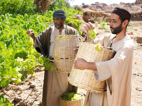 “Ils y allèrent et se joignirent à ceux qui travaillaient déjà à la vigne.” – Numéro de diapositive 4
