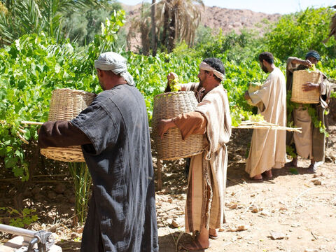 “Il leur proposa aussi de les embaucher, et ils rejoignirent ceux qui travaillaient déjà à la vigne. Le soleil était haut dans le ciel, et faisait transpirer les travailleurs.” – Numéro de diapositive 6