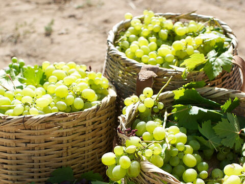 “Quand le soir vint, une heure plus tard, le maître de la vigne dit à son intendant: ‘Appelle les ouvriers, et paie-leur le salaire’.” – Numéro de diapositive 10