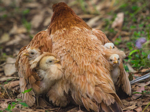 Il te couvrira de ses plumes, Et tu trouveras un refuge sous ses ailes; Sa fidélité est un bouclier et une cuirasse.<br/>Crédit photo : Michael Varun. – Numéro de diapositive 4