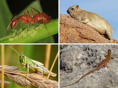 Dans le livre des Proverbes, chapitre 30 et versets 24 à 28, il est dit : «Il y a quatre petits animaux sur la terre, qui, pourtant, sont remplis de sagesse.»<br/>Crédits photo : Charles J. Sharp et PxHere – Numéro de diapositive 1