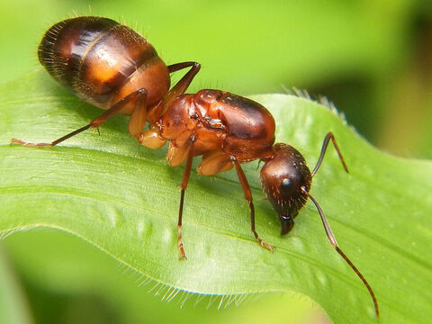 “Les fourmis sont des créatures...”  <br/>Crédit photo : Rison Thumboor. – Numéro de diapositive 2