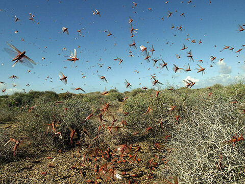 “...en bataillons rangés.”<br/>Crédit photo : Samuel Aranda. – Numéro de diapositive 14