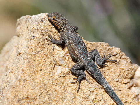 “Le lézard ...”<br/>Crédit photo : Needpix. – Numéro de diapositive 15