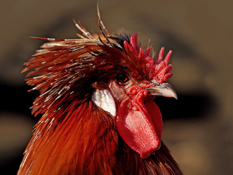 “… coq …”<br/>Crédit photo : Bernard Spragg. – Numéro de diapositive 7