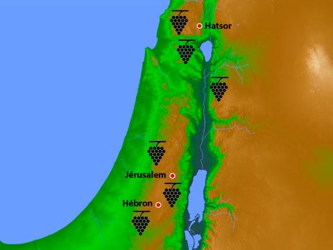 Dans l’Israel antique, les lieux privégiés pour la culture de la vigne se trouvaient aux alentours d’Hébron et de la Haute Galilée. C’est à Eshcol, près d’Hébron, que les douze espions envoyés en Canaan coupèrent une branche contenant une grappe de raisin. – Numéro de diapositive 5