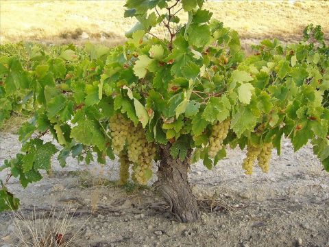 Les vignobles sont mentionnés dans de nombreux passages de l’Ancien et du Nouveau Testament. – Numéro de diapositive 1