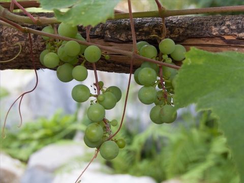 Esaie raconte une parabole de la vigne : “ Celui que j’aime avait une vigne sur une colline fertile. Il laboura le sol et en ôta les pierres. Il y planta d’excellents ceps, y construisit une tour de guet et y creusa un pressoir.” (Esaie 5:1–2). – Numéro de diapositive 2